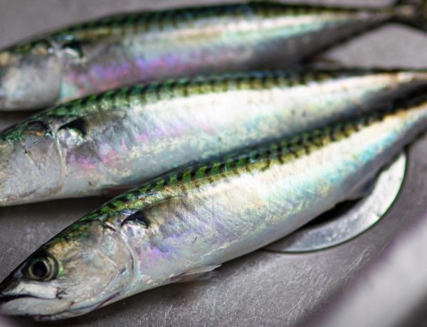 sardines nutrition