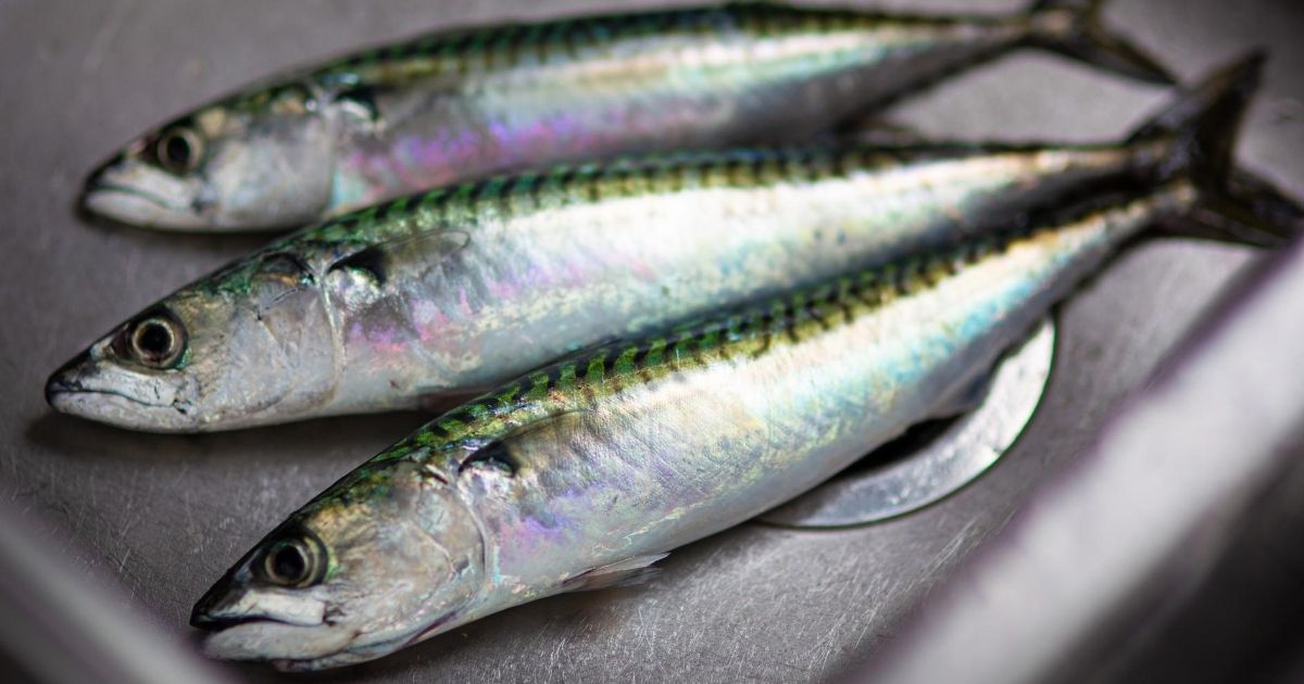 sardines-nutrition-why-you-should-eat-them-each-day-ashley-n-cline